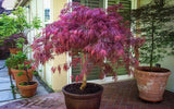 Acer palmatum var. dissectum 'Red Dragon'