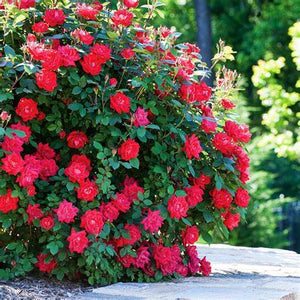 Knock Out® Roses 3 Gal