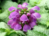 Red Nancy Dead Nettle Lamium maculatum 'Red Nancy' #2