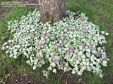 Red Nancy Dead Nettle Lamium maculatum 'Red Nancy' #2