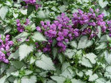 Red Nancy Dead Nettle Lamium maculatum 'Red Nancy' #2