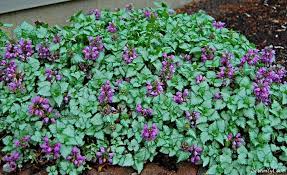 Red Nancy Dead Nettle Lamium maculatum 'Red Nancy' #2