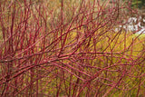 Red Twig Dogwood Cornus alba 'Bailey' 3 Gal 18-24"