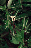 Red Twig Dogwood Cornus alba 'Bailey' 3 Gal 18-24"