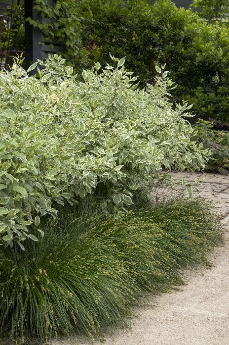 Variegated Red Twig Dogwood Cornus alba 'Elegantissima' 3Gal 18-24