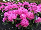 Roseum Pink Rhododendron Rhododendron x 'Roseum Pink' #3-18-24"
