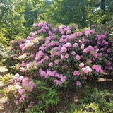 Roseum Pink Rhododendron Rhododendron x 'Roseum Pink' #3-18-24"