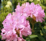 Roseum Pink Rhododendron Rhododendron x 'Roseum Pink' #3-18-24"
