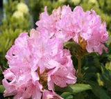 Roseum Pink Rhododendron Rhododendron x 'Roseum Pink' #3-15-18"