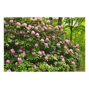 Roseum Pink Rhododendron Rhododendron x 'Roseum Pink' #3-18-24"