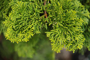 Hinoki Cypress ‘Gracilis’ (Chamaecyparis obtusa ‘Gracilis’) 3Gal