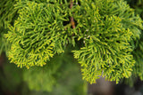 Hinoki Cypress ‘Gracilis’ (Chamaecyparis obtusa ‘Gracilis’) 3Gal