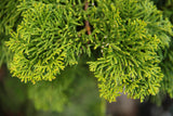 Chamaecyparis obtusa ‘Gracilis’ Hinoki Cypress 3 Gal