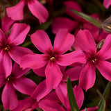 Phlox - Scarlet Flame Creeping Phlox  2Gal