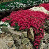 Phlox - Scarlet Flame Creeping Phlox  2Gal