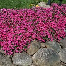 Phlox - Scarlet Flame Creeping Phlox  2Gal