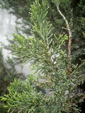 Juniperus chinensis 'Sea Green' 3Gal 15-18"