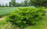 Juniperus chinensis 'Sea Green' 3Gal 15-18"