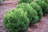 Shamrock Inkberry Ilex glabra 'Shamrock' 3 Gal 15-18"