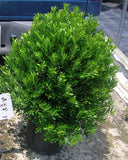 Shamrock Inkberry Ilex glabra 'Shamrock' 3 Gal 15-18"