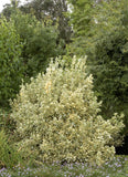 Silver King Euonymus Euonymus japonicus 'Silver King'