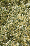Silver King Euonymus Euonymus japonicus 'Silver King'