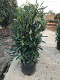 Prunus laurocerasus 'Schipkaensis' Skip Laurel