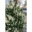 Prunus laurocerasus 'Schipkaensis' Skip Laurel