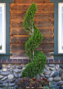 Spartan Juniper Juniperus chinensis 'Spartan' Topiary