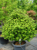 Acer circinatum 'Little Gem' B&B/CT 30-36"