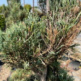 Juniper Spiral Moonglow