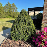Steeds Holly (Ilex crenata 'Steeds') 5Gal 24-30"