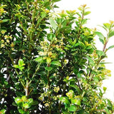 Steeds Holly (Ilex crenata 'Steeds') 5Gal 24-30"