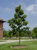 Quercus bicolor- Swamp White Oak 2.5-3" Cal