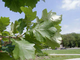 🌳 Swamp White Oak (Quercus bicolor) 2.5"–3" Caliper | Balled & Burlapped (B&B)