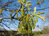 Quercus bicolor- Swamp White Oak 2.5-3" Cal