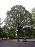Quercus bicolor- Swamp White Oak 2.5-3" Cal