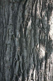🌳 Swamp White Oak (Quercus bicolor) 2.5"–3" Caliper | Balled & Burlapped (B&B)