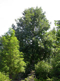 🌳 Swamp White Oak (Quercus bicolor) 2.5"–3" Caliper | Balled & Burlapped (B&B)