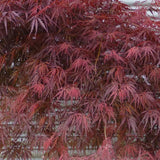 Acer palmatum var. dissectum 'Tamukeyama' CT 30-36"