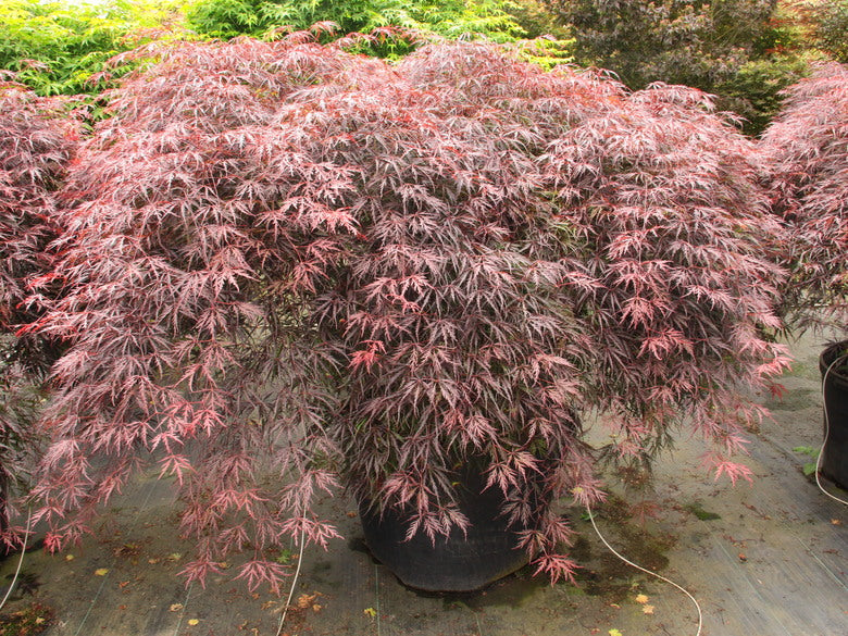Acer palmatum var. dissectum 'Tamukeyama' CT – Fanelli's Landscape