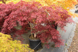 Acer palmatum var. dissectum 'Tamukeyama' CT