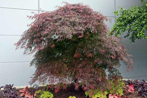 Acer palmatum var. dissectum 'Tamukeyama' CT