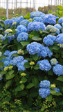 The Original Endless Summer Hydrangea (Hydrangea macrophylla 'Endless Summer') #3