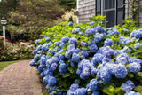 The Original Endless Summer Hydrangea (Hydrangea macrophylla 'Endless Summer') #3