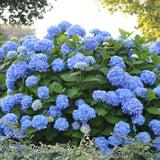 The Original Endless Summer Hydrangea (Hydrangea macrophylla 'Endless Summer') #3