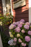 The Original Endless Summer Hydrangea (Hydrangea macrophylla 'Endless Summer') #3