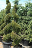 Emerald Green Arborvitae (spiral)  Thuja occidentalis 'Smaragd #15 CT