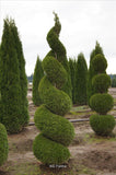 Emerald Green Arborvitae (spiral)  Thuja occidentalis 'Smaragd #15 CT