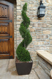 Emerald Green Arborvitae (spiral)  Thuja occidentalis 'Smaragd #15 CT